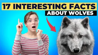 17 Interesting Facts About Wolves 😲 | Best Amazing Facts | FATG TV (Facts Around The Globe)