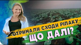 ОТРИМАЛИ СХОДИ РІПАКУ. ЩО РОБИТИ ДАЛІ?