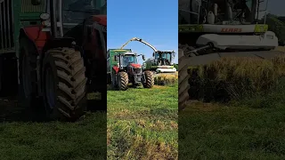 Massey 7S.180 and Class 850 on Wholecrop Barley S.Ward 29th June 2023