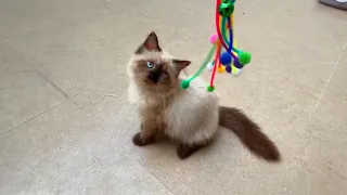 Playtime With My Siamese Kitten Watch How Much She Loves Playing Toys