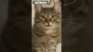 ПРИКОЛЫ С КОТАМИ и КОШКАМИ😹 СМЕШНЫЕ ЖИВОТНЫЕ😂😻👍 #31