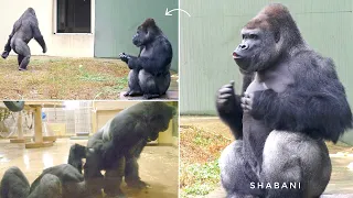Silverback Gorilla Caring For His Teenage Son | The Shabani Group