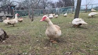 Який помол комбікорму я використовую? Качки розносяться 😊