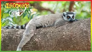 🌴 Zoboomafoo 251 | Green Creatures | Animal shows for kids | Full Episodes | HD 🌴