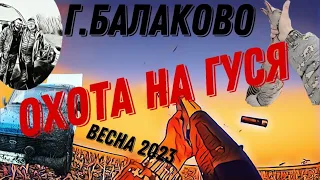 Охота на гуся, г.Балаково весна 2023