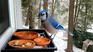 Blue jay's surprised by the flavor of first time mealworm.