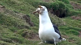 Alpha Seagull swallows Rabbit WHOLE (Mating Ritual)