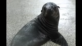 We've Named Our Sea Lion Pup!