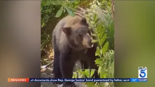 'There's a bear in my kitchen': Recent bear encounters have Burbank residents on edge