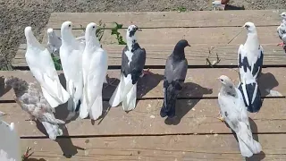 Голуби  летят в россыпь! Голуби Армена город Орёл. Pigeons of Armen, the city of Orel.