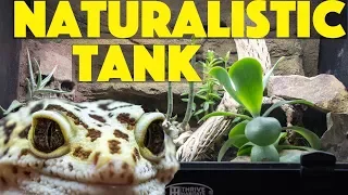 Naturalistic Leopard GECKO tank UPDATE!