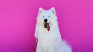 Watch Samoyed Puppy Grow Up - 8 Weeks to 1 Year