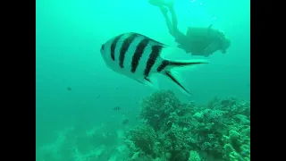 Shaab El Erg, Red Sea Egypt  (dolphins) Scuba Diving Pt2