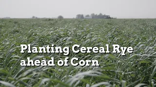 Using Cereal Rye Strategically Ahead of Corn - Practical Cover Croppers