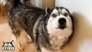 Husky Tells His Nan Something Important!