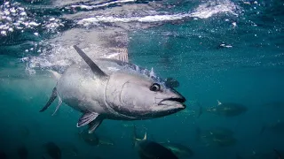 Japanese Bluefin Tuna Aquaculture - Tunaarming and Harvesting - Tuna Processing Factory