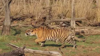 Tiger attack wild boar Part 1, Tigress Riddhi killed wild boar at zone4, 5 April23.