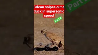 Falcon snipes out a duck head in supersonic speed part 2