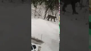 Possibly Lynx captured on camera in Michigan