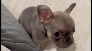 Mini Frenchie is stubborn, allways complain because mom is busy at work and can't play with him