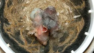 Hand Feeding White Fancy Canary 20220523