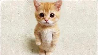 Very cute cats 😻 Best funniest cat videos 2021 | Animal's Kingdom