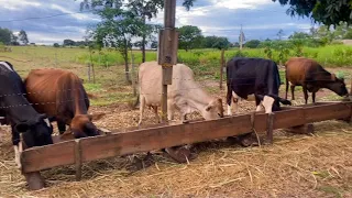 Venha conferir mais um dia de lida no campo