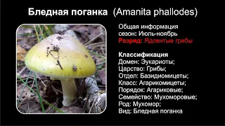 Бледная поганка (Amanita phallodes)