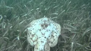 Underwater stingray Dominican Republic Boca Chica Diving part 1