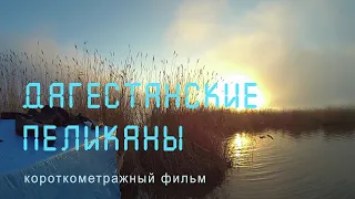 Дагестан. Колония пеликанов. Каспийские рыбаки. Nature of Russia.