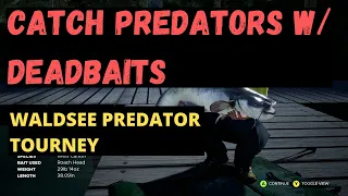 Win the Waldsee Amateur Predator Tournament with Deadbaits - Fishing Sim World Pro Tour 2020