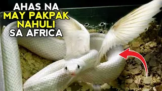 PANOORIN! KAKAIBANG AHAS NA MAY PAKPAK SA NAHULI SA AFRICA