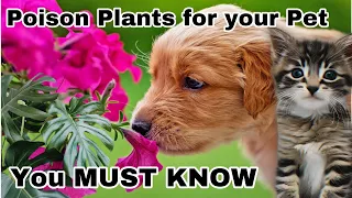 Hidden Dangers at Home  Poisonous Plants for Pets