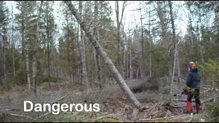 14 Felling a Hung Tree, The Hard and Dangerous Way