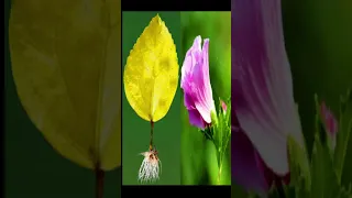 Grow Hibiscus Flower from Leaf in Water #short #shorts #shortvideo #shortsvideo #gardening