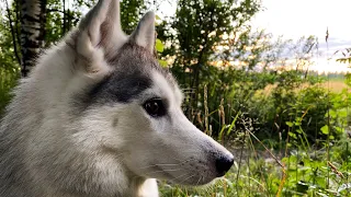 R.I.P. Капеллы больше нет...