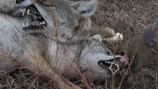 Hunting Problem Coyotes in Cattle.