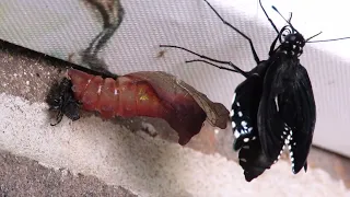 Pipevine Swallowtail eclosing