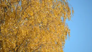 FullHD footage Birch Golden autumn October Russia