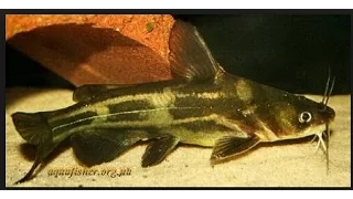 Касатка Скрипун. Необычные рыбы Амура. Swallow Skripun . Unusual Amur fish.