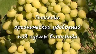 Внесение органических удобрений под кусты винограда