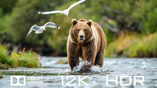 Dolby Vision 12K HDR 120fps - Amazing Animal Kingdom And Relaxing Piano Music