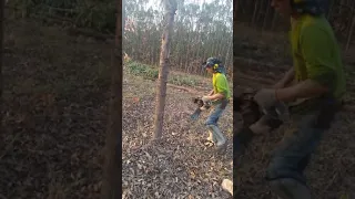 derrubando madeira , cortes motosserra , produção , eucalipto madeira