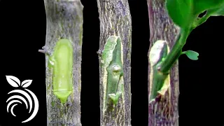 Grafting Citrus Trees - Bud Grafting Successfully