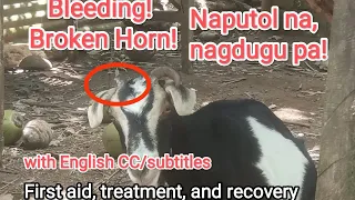 Naputol at nagdugo ang Sungay - first aid and treatment (with English CC)