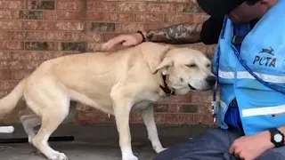 Dog Overjoyed as He's Rescued From Porch During North Carolina Flooding