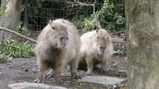 Capybaras In the Forest