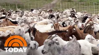 How goats are being used to combat wildfires before they happen