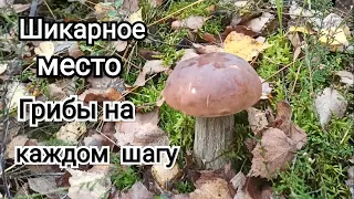 ШИКАРНЫЙ СБОР ГРИБОВ осенью в белорусском лесу! Самые грибные места Беларуси! Грибы Беларуси!