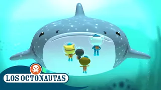 Los Octonautas - El enorme tiburón ballena | Episodios Completos